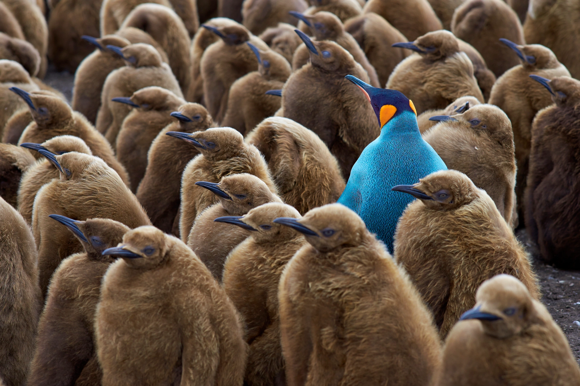 A blue penguin standing out among a group of brown penguins