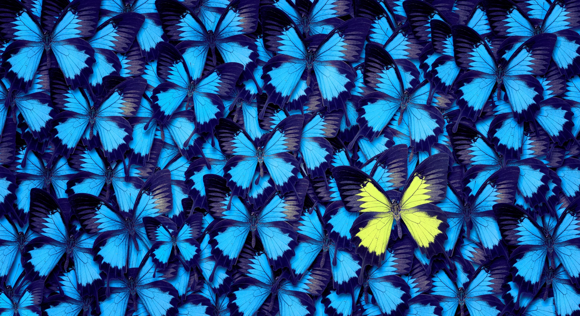 A yellow butterfly standing out among blue butterflies