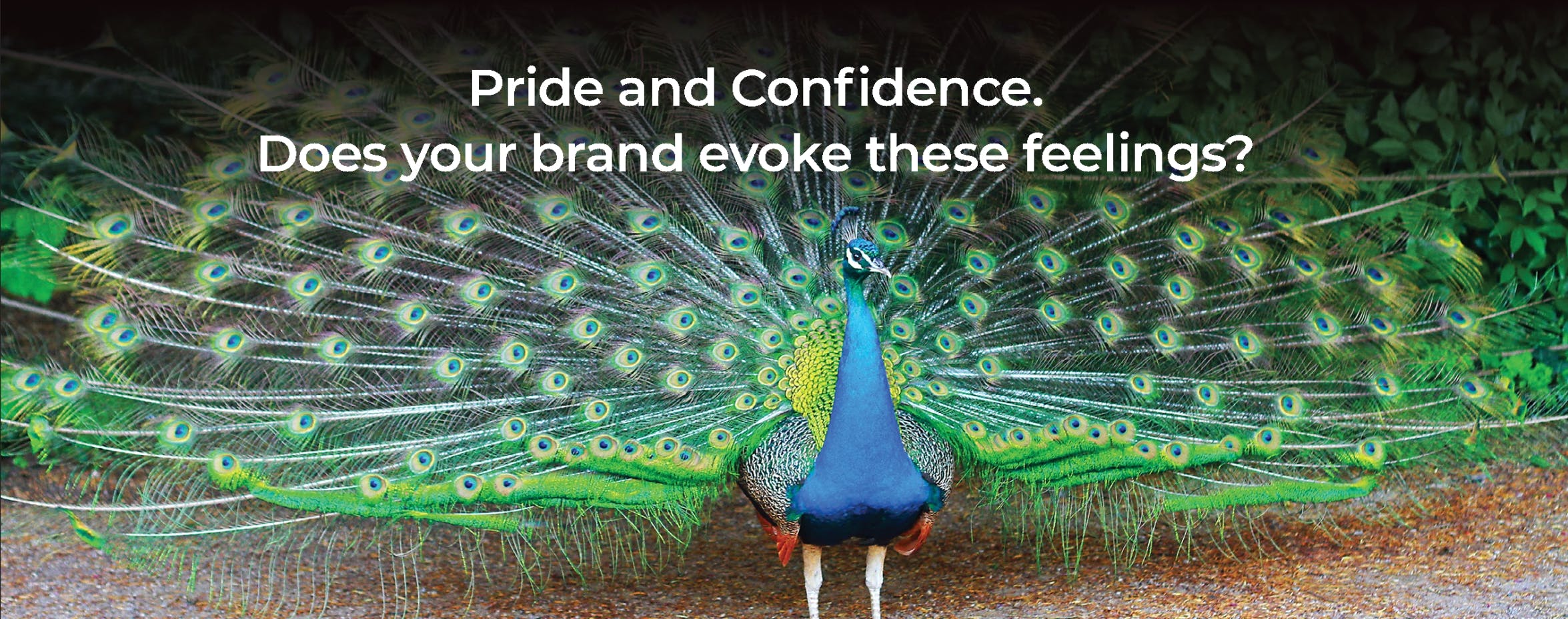 peacock spreading its feathers